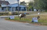 PICTURES/Anacortes Sites/t_Deer1.jpg